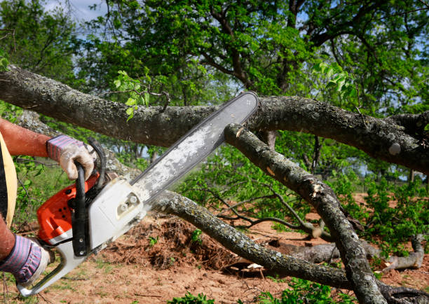 Tree and Shrub Care in Ramblewood, NJ